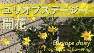 【ユリオプスデージー】経過と開花／Euryops daisy Progress and flowering [upl. by Aldercy]