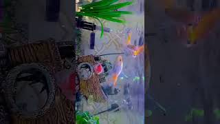 reels fishbowl subscribers fish fishbowlsetup fishtank followers fishaquarium [upl. by Cort]