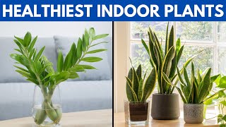 12 of The Healthiest Plants To Have In Your House For A Healthy Lifestyle [upl. by Hoopes]