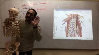 Anatomy by Dr Fawzy thoraxinternal thoracic Artery [upl. by Azpurua43]