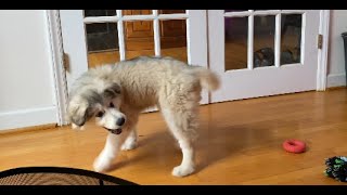 Alaskan Malamute puppy chases her tail and wins [upl. by Ennayllek]