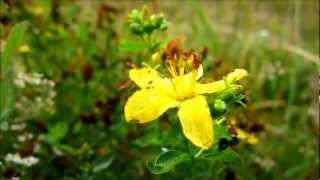 Imperforate St Johnswort Hypericum Maculatum Crantz  20120814 [upl. by Lladnar]