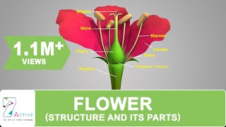 Flower Structure and its Parts [upl. by Merrick592]