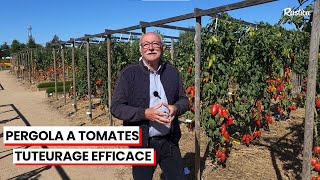 Tomates sur pergola  un système de tuteur efficace 🍅 [upl. by Pirnot]