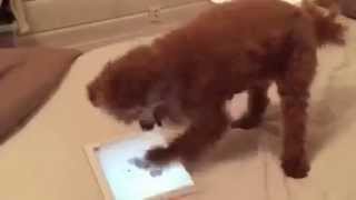 Dog is intensely into iPad game [upl. by Tacy]