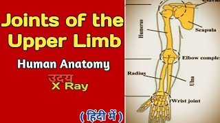 Joints of the upper limb। Human Anatomy । Joints and movement । Skeleton system । Uday Xray [upl. by Niccolo]