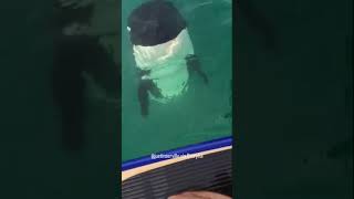 Orcas check out paddleboarder [upl. by Ssew]