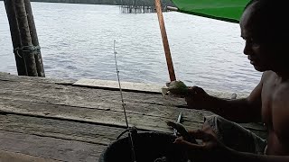 umpan udang memang paling joss mancing di air asin  full mancing last part [upl. by Kerrill]