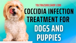 Treating Coccidia in Puppies at Home  Does Toltrazuril Medication Work [upl. by Shandra]