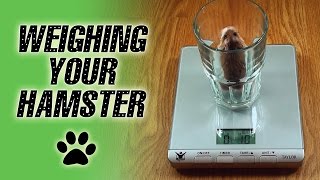 Weighing Your HAMSTER [upl. by Asiralc]