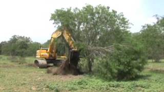 Video of larger Mesquite Grubbing [upl. by Ieppet670]