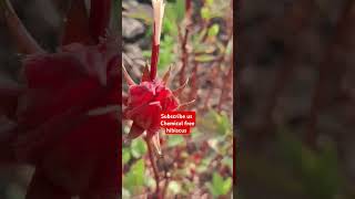 Roselle hibiscus recipe song music hindisong bollywood oldisgold farming farmerstatus [upl. by Seiter]