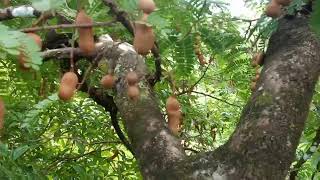 Fruitful Tamarin Sampalok Tree [upl. by Agon255]