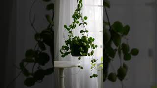 Dischidia Imbricata  Easy Care Houseplant [upl. by Rfinnej]