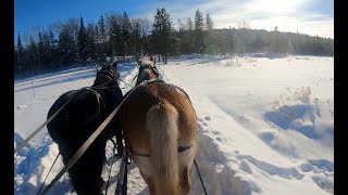 ASMR Day With DRAFT HORSES [upl. by Highams]