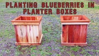 Planting Blueberries in Planter Boxes [upl. by Saffier]