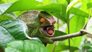 Parsons chameleon Calumma parsonii hunting in Madagascar [upl. by Gaspar]