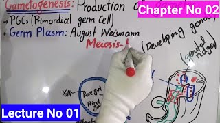 GametogenesisIntroduction In Urdu Hindi  BS Zoology  Lecture No 01  Developmental Biology [upl. by Rihsab]