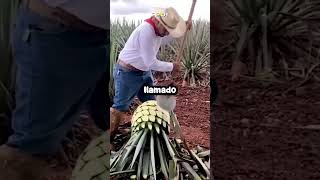 🌵 Producción del tequila Del agave a la botella [upl. by Lacey340]