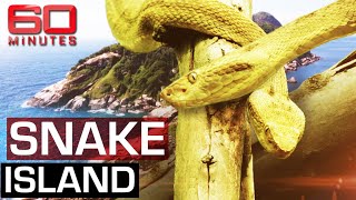 The deadliest place on earth Snake Island  60 Minutes Australia [upl. by Eivla724]