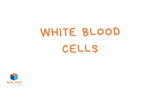 White Blood Cells KS3 Biology  Specialised Cell Adaptations [upl. by Harl]