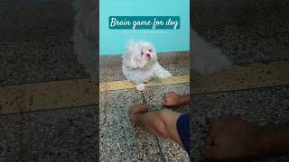 mentally stimulation games for dogs  braingame dog shorts [upl. by Arta208]