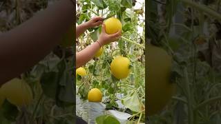 Cantaloupe fruit harvesting cantaloupe satisfying fruitfarming fruiting fruitharvesting short [upl. by Bryant]