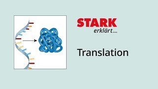 Translation Proteinbiosynthese  STARK erklärt [upl. by Kerri]