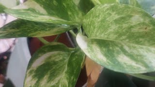 How I repotted my golden pothos plantcaretips roadto1k pothosplant [upl. by Ahterahs]