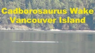 Cadborosaurus Sea Monster Wake  Cherry Point Beach Vancouver Island Canada [upl. by Verlee]