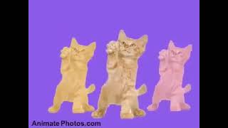 Dancing Cats  Go Kitty Go  1 hour [upl. by Polinski]