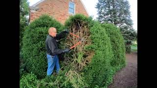 Boxwood pruning in summer how to cut back a big boxwood summer vs winter [upl. by Ventre]