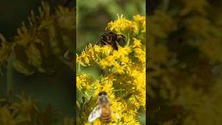 Paper Wasp attacks Honey Bees [upl. by Phillip]