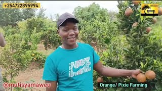 Orange and Pixie farming boom in Makueni county [upl. by Jard]