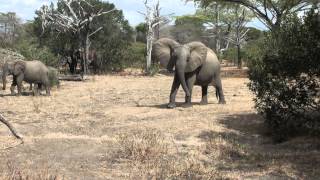 Small to large elephant passing bye [upl. by Ellehcar]