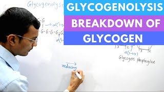 Glycogenolysis  Glycogen degradation [upl. by Boigie]