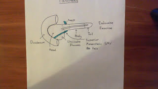 The Anatomy and Histology of the Pancreas Part 1 [upl. by Nassah741]