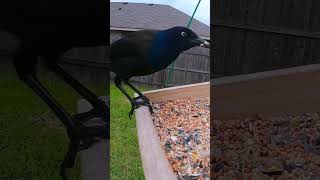 Grackle being picking and showing how the floor birds eat birds texas birdwatching nature bird [upl. by Winnick]