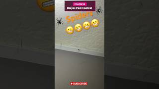 Room Full of spiders😬😬😬 diy pest instagram pestcontrol spiders [upl. by Wil]