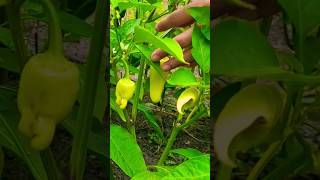 Come harvest chili peppers shorts satisfying asmr [upl. by Goldsworthy]