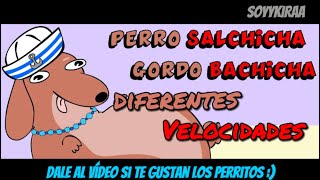 Perro Salchicha Gordo Bachicha DIFERENTES VELOCIDADES [upl. by Dachy]