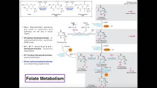 Folate and Tetrahydrofolate Metabolism [upl. by Nnylarac519]