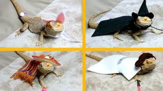 Bearded Dragon Tries On Costumes [upl. by Esirahs]