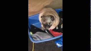 Pug vibing to peruvian tongo pumped up kicks for 35 seconds [upl. by Josy975]