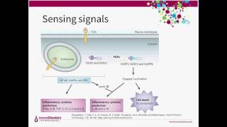 Inflammation Pyroptosis and Detecting Casapse1 Activity [upl. by Umeh]