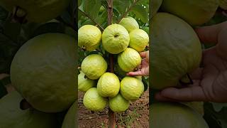 Fast and Easy Way to Grow Guava Trees from Cuttings at Home fruittree growguavatree guavacuttings [upl. by Guidotti]