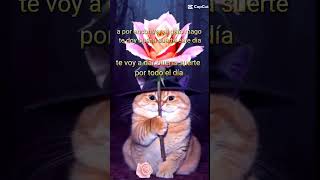 El gato mago ðŸª„ chiste meme humor [upl. by Gorlin]