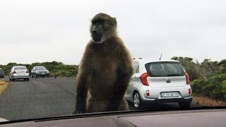 Affenartig Pavianplage in Südafrika  SPIEGEL TV [upl. by Hentrich]