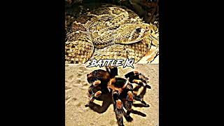 Diamondback Rattlesnake vs Redknee Tarantula shorts [upl. by Neerroc]