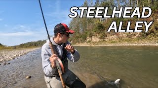 2024 Steelhead Run Fish Everywhere [upl. by Alexander]